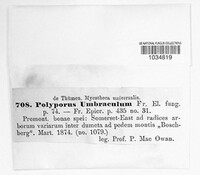 Polyporus umbraculum image